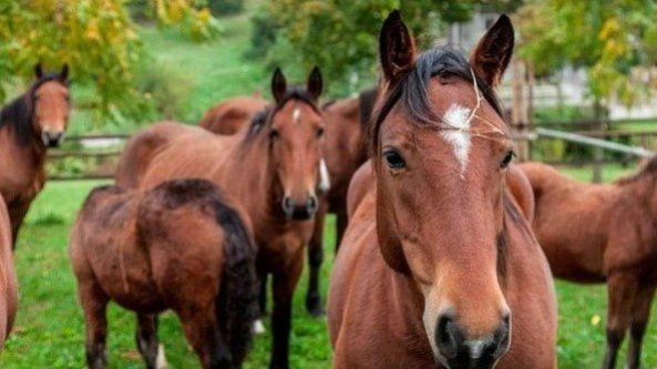 Alla scoperta del cavallo del Catria, l’orgoglio delle Marche