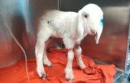 Abbandonato sul ciglio della strada perché troppo debole: Nuvola, l'agnellino che scamperà al macello di Pasqua