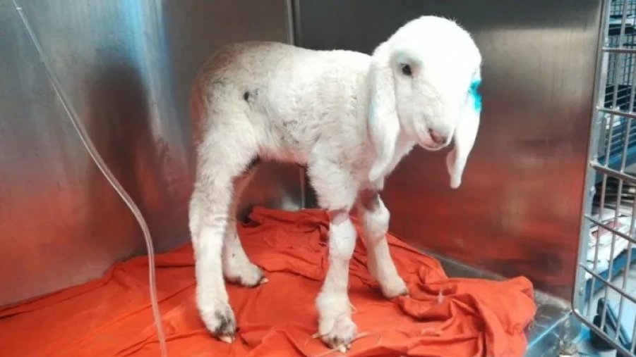 Abbandonato sul ciglio della strada perché troppo debole: Nuvola, l'agnellino che scamperà al macello di Pasqua