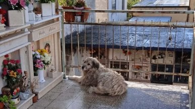 La storia di Magda, il cane che va al cimitero davanti alla lapide della proprietaria defunta
