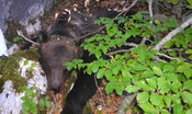 La morte dell'orso Carrito: 