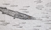 L'antica arte giapponese di disegnare i pesci nata sui pescherecci