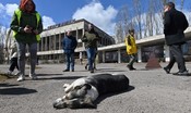 I cani di Chernobyl che vivono e si riproducono nell'area del disastro nucleare