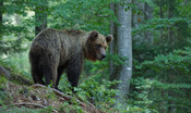 Un escursionista è stato ferito da un orso in Trentino