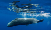 Le balene sentinelle della biodiversità
