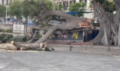 Un ficus gigantesco è crollato su un'edicola a Cagliari