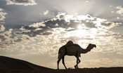 Il viaggio di sette ore su un cammello per far nascere il suo primo figlio