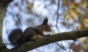 Tokyo, strage di scoiattoli. Lo zoo apre un'inchiesta interna