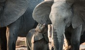 Gli animalisti lanciano l'allarme: 'almeno 100 elefanti sono morti per siccità nello Zimbawe'
