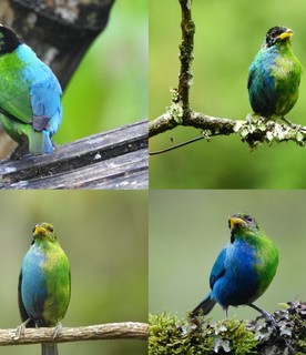 Fotografato il rarissimo uccello metà maschio (blu) e metà femmina (verde)