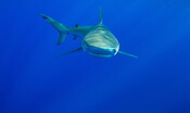 Ventenne di Parma attaccato da uno squalo in Australia, perderà una gamba 