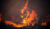 In fiamme 26 ettari di bosco nel Grossetano