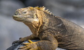 Una nuova specie di iguana scoperta in Cina 