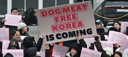 La Corea del Sud vieta il consumo carne di cane
