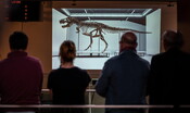Sembravano cuccioli di t-Rex, scoperti fossili di nuova specie